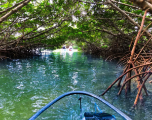 Bonita Springs Florida Kayak Tours